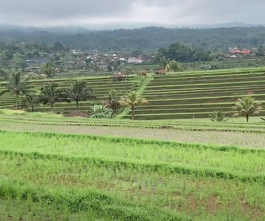 Bali Rice terraces